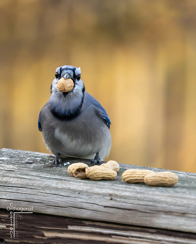 Wren eating peanuts on a wooden table. 