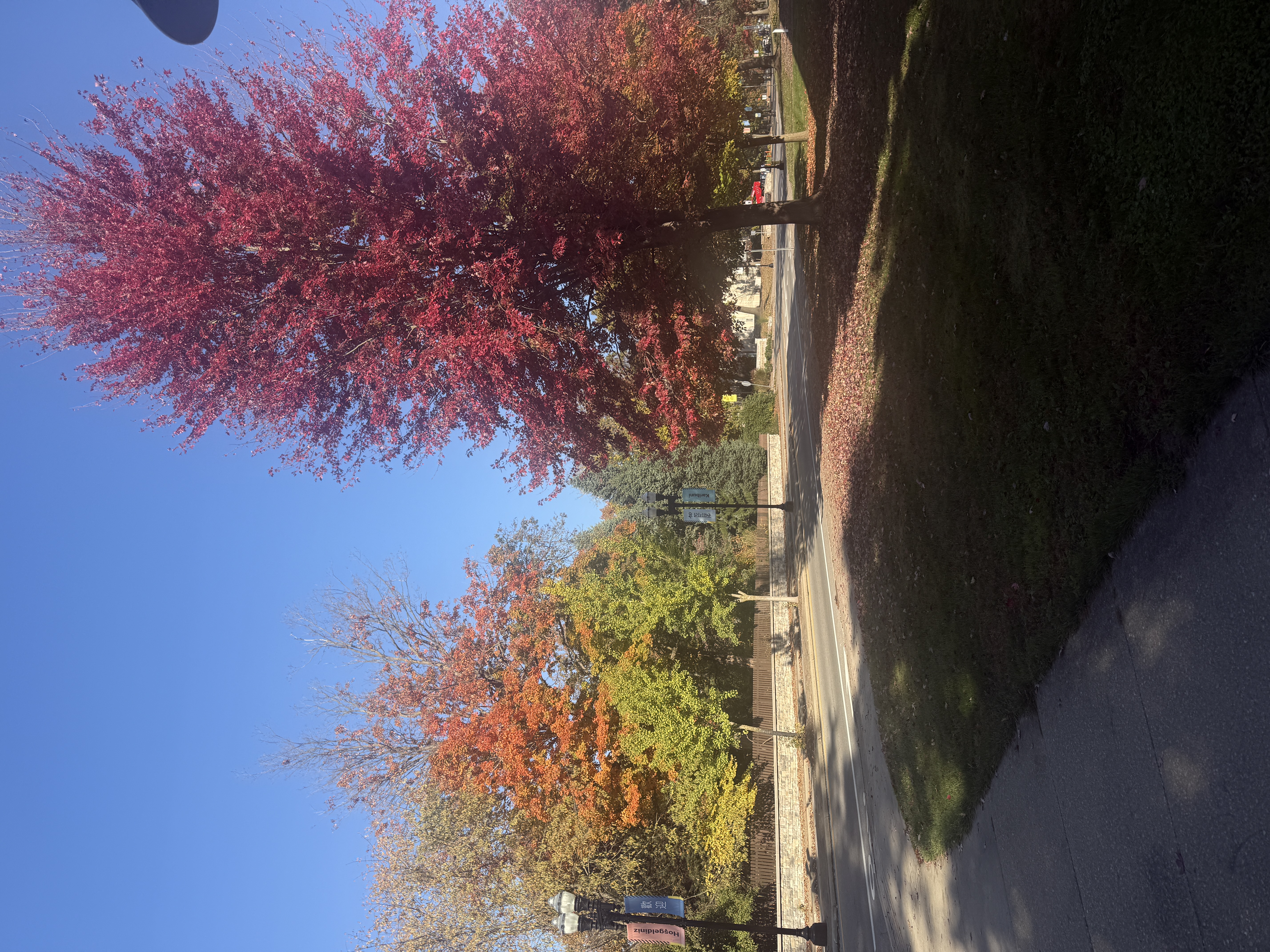 Fall trees along the sidewalk